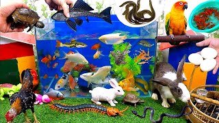 Catch Cute Animals, Rainbow Chicken, Rabbit, Turtle, Catfish, Crocodile, Centipede, Goldfish