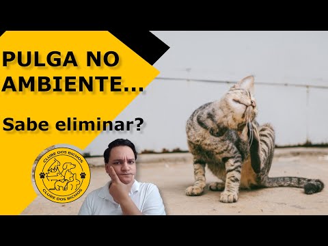 Vídeo: Como Remover Pulgas