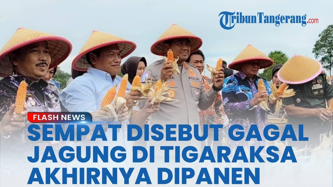 Panen di Ladang Jagung Tigaraksa Tangerang yang Sempat Viral