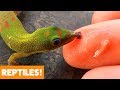 Awesome reptiles  funny pets