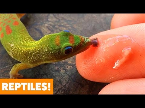 Awesome Reptiles | Funny Pet Videos