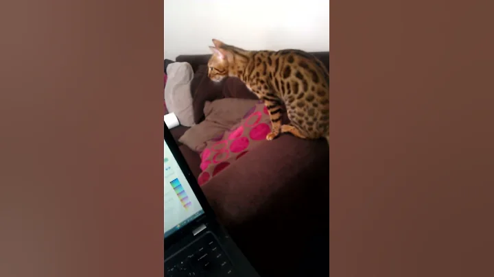 Video 4843371: talking bengal, bengal kitty