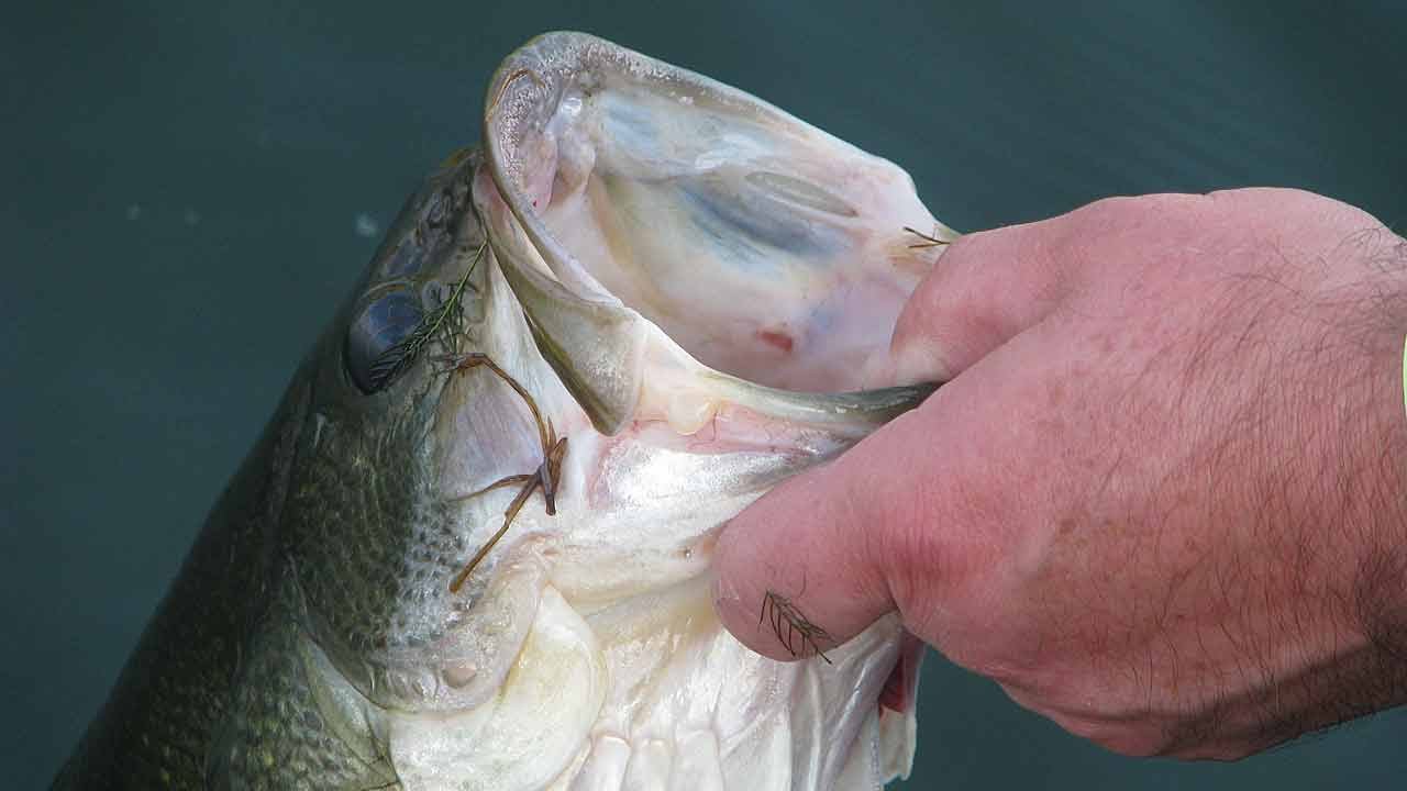 How To Hold A Bass The Right Way