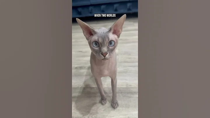 Watch the video about Made the cutest babies #cat #collide #kittens #sphynx #sphynxcat #explore #shorts #yt ytshorts