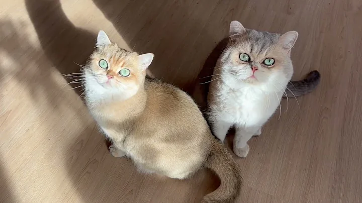 Watch the video about Cat Family ❤️ Love and Happiness | British Shorthair Cats with Glowing Eyes