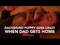 Dachshund Puppy Goes Crazy When Dad Gets Home