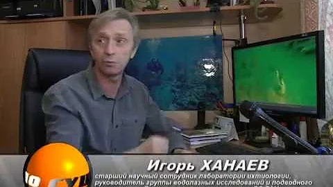 Байкальская губка - жива, но болеет