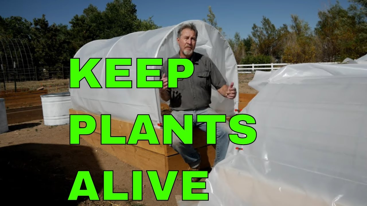 Keep Your Plants Alive in Cold Weather YouTube