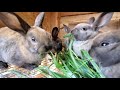 Raising Meat Rabbits - What You Can And Can't Feed A Rabbit