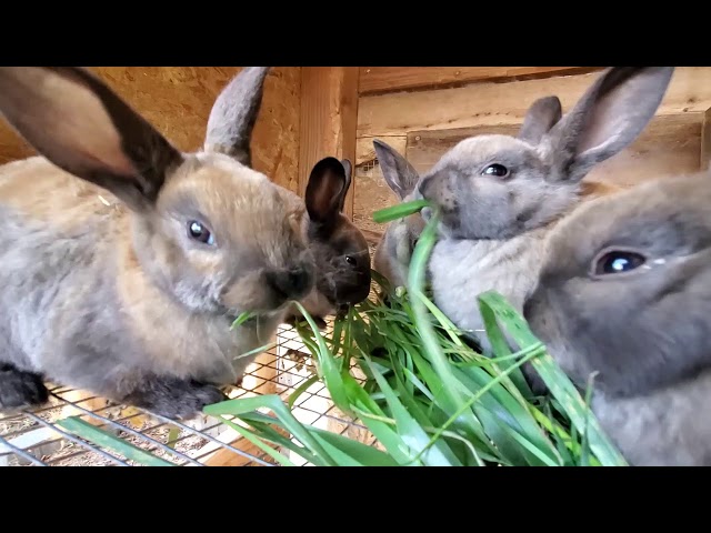 Raising Rabbits - What You Can And Can't Feed A Rabbit class=