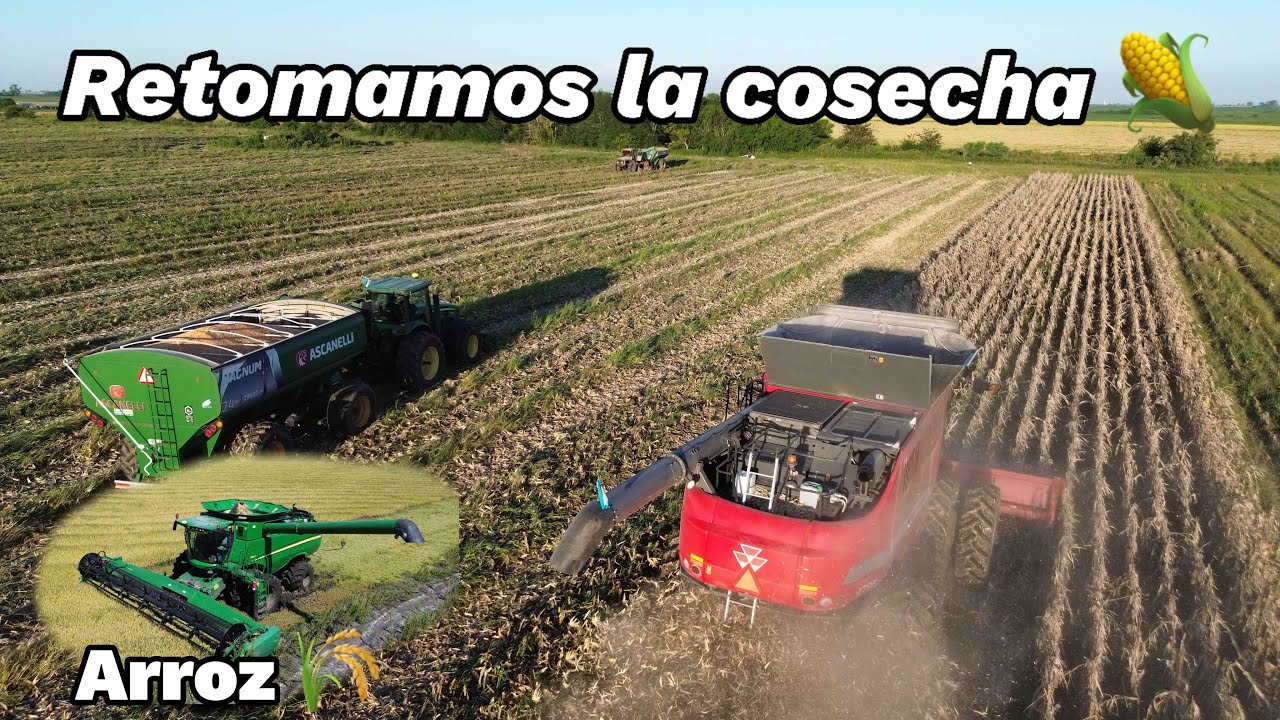 RETOMAMOS la COSECHA con BARRO, FUMIGANDO la SOJA y el VECINO cosechando ARROZ 🌾