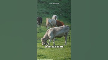 Smart Way to Fence Animals Without Fences 🐄