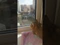 Кошка разговаривает с воробьем