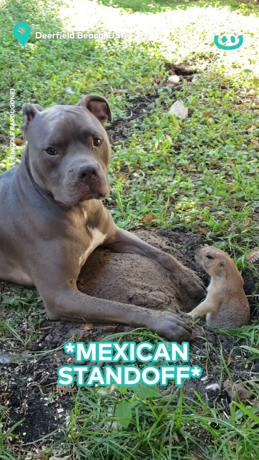 Prairie Dog and Dog are Buddies || ViralHog