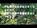 早生種の玉ねぎは大きくなるのか？追肥の回数や見極め方はどうする？