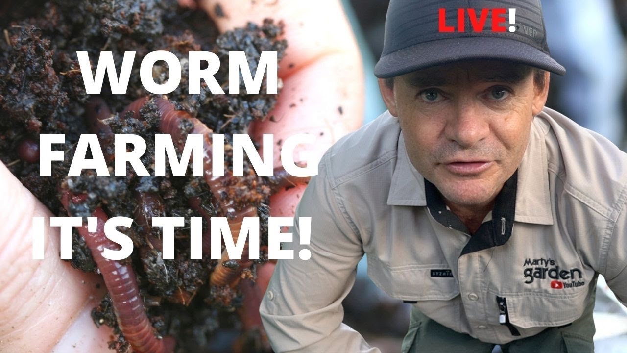 Worm Farming It's Time to Get Started YouTube