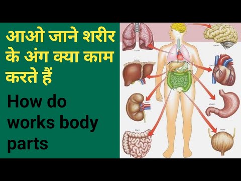 शरीर के अंग कैसे काम करते हैं |शरीर के अंगों के प्रकार | शरीर के अंग कैसे काम करते हैं | #प्राथमिक शिक्षार्थी#