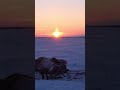 Epic Migrations The Nenets People Of Arctic Russia Nomads Shorts Arctic 