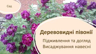 Як висаджувати та доглядати деревовидну півонію