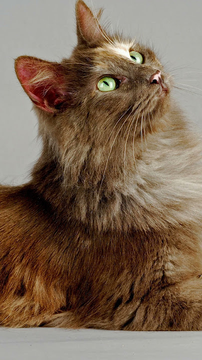 ALL About the TURKISH ANGORA CAT 😻👑