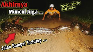 MENEGANGKAN! ULAR MONSTER YANG DITAKUTI WARGA AKHIRNYA MUNCUL JUGA! JALAN SAMPAI TERTUTUP!