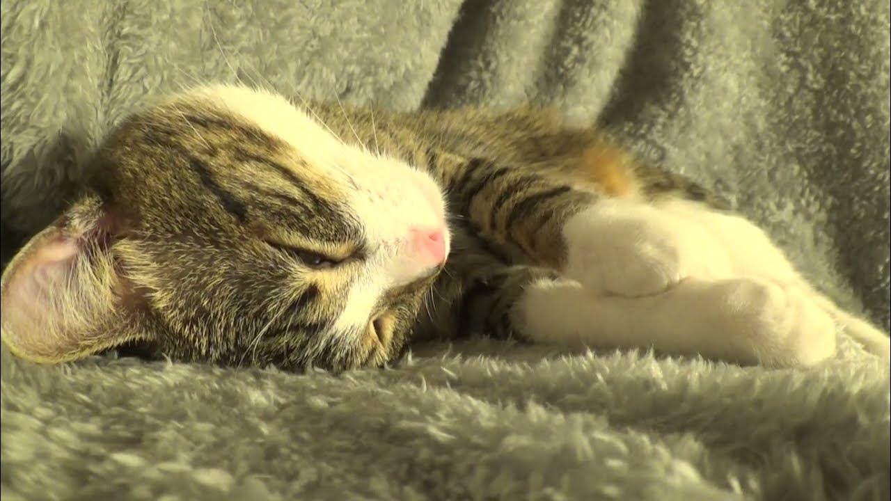 The Cat Sleeps Upside Down YouTube