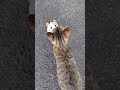Episode-3#jazz #music #musician #guitar #sound #cat #元気お届け #ネコ #好きな子猫 #保護猫 #元気になる動画 #cute #猫のいる暮らし