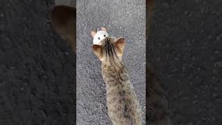Episode-3#jazz #music #musician #guitar #sound #cat #元気お届け #ネコ #好きな子猫 #保護猫 #元気になる動画 #cute #猫のいる暮らし