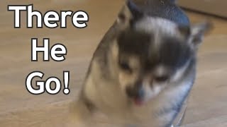 Mister Marbles Tap Dance Compilation
