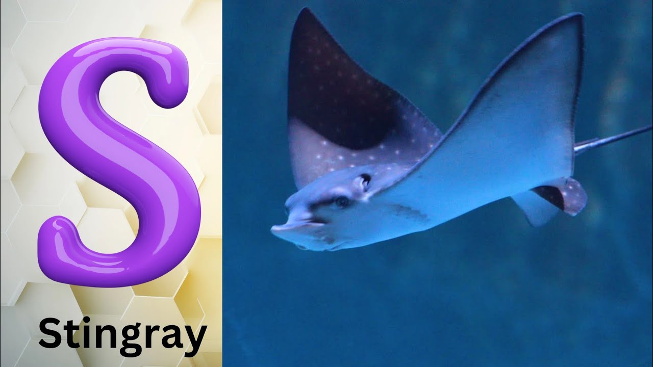 ABC phonics animals | ABC Sea Animals song | English and Animals for Kids | Alphabets Kids