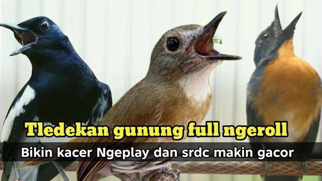 TLEDEKAN FULL GACOR NGEROLL BIKIN KACER NGEPLAY DAN SRDC MAKIN GACOR