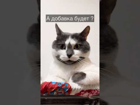 История о том, как Мартин внезапно вспоминает, что забыл поесть... 5 раз за последний час #cat #кот