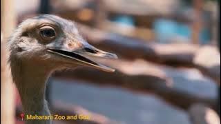 Video Promosi Kabupaten Lamongan🏡