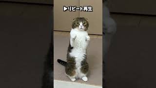 どうしても遊んでもらいたい猫のアピールが人間みたいw #shorts