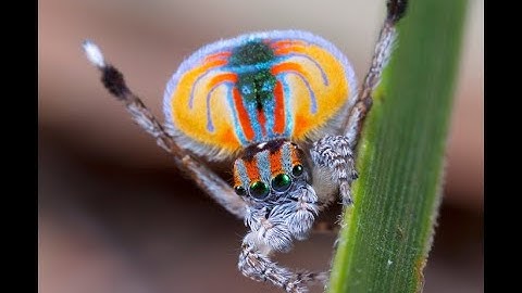 When you finally get to Peacock Island in Bug Fables