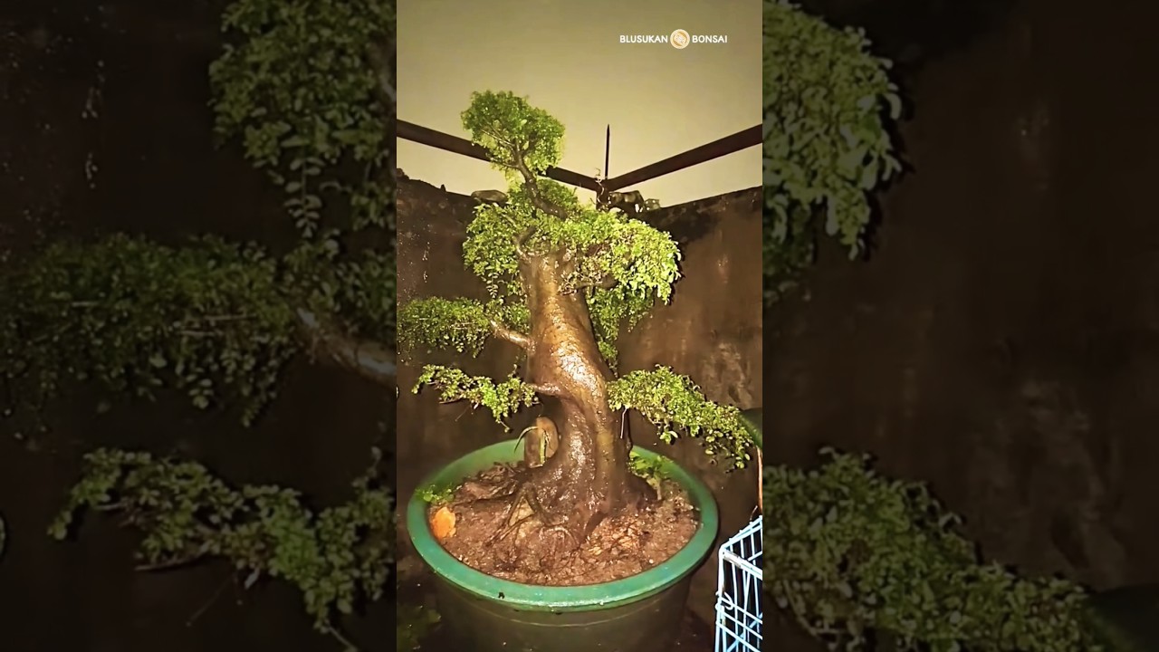 A large western elm tree drenched by rain 