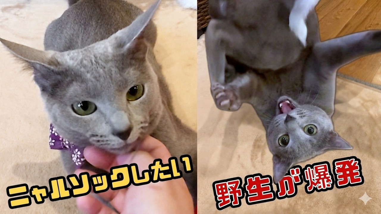 A Russian Blue cat rescued after a breeder went out of business is