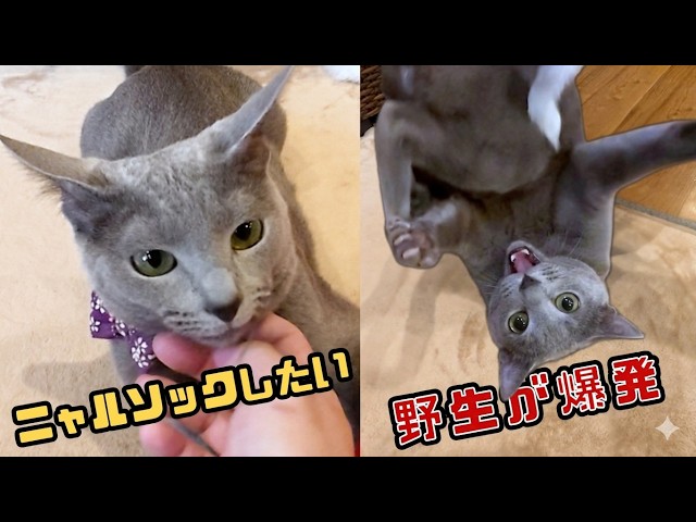 作家のネコ A Russian Blue cat rescued after a breeder went out of business is