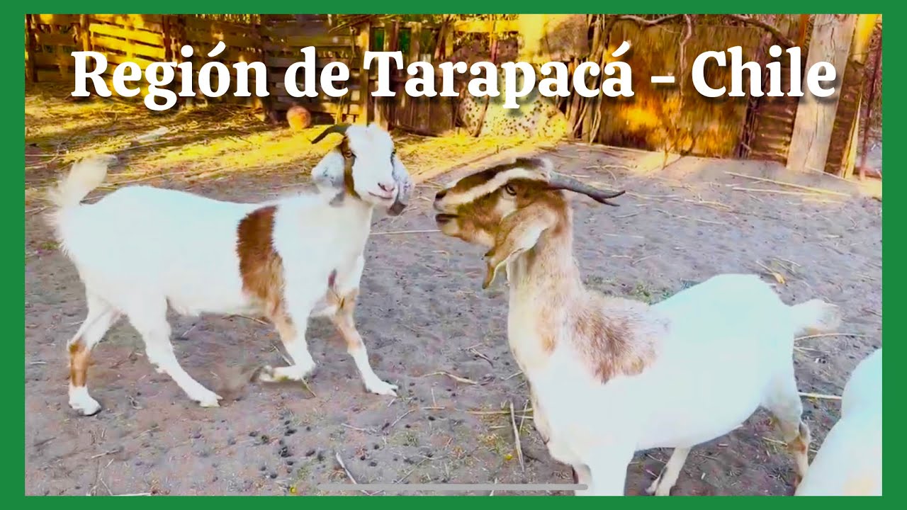 Flora y fauna Región de Tarapacá - Chile