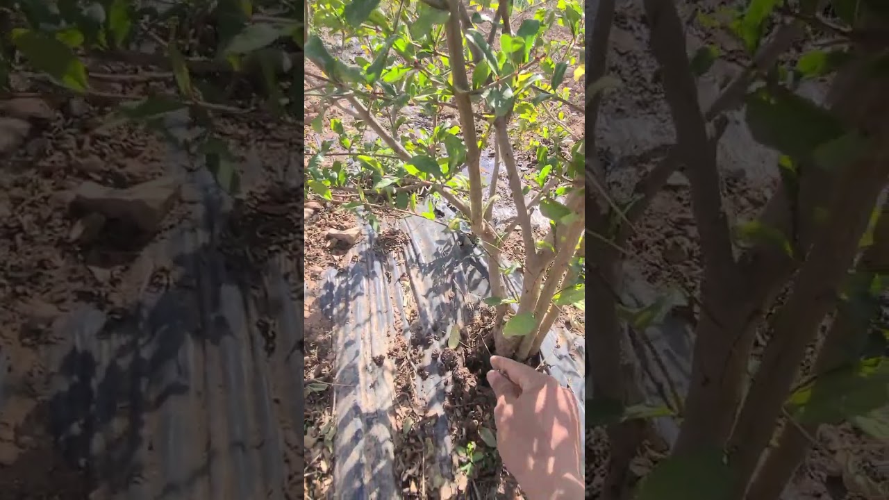 كل ما يتعلق بتقليم شجرة الرمان الصغيرة من الغرس إلى الإنتاج.. مراحل تقليم التكوين الرمان الصغيرة