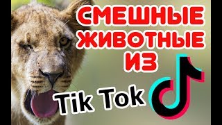 Смешные ЖИВОТНЫЕ из Tik Tok / Funny ANIMALS from Tik Tok