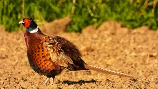 W Błocie , Bagnach I W Szuwarach , Walka Kogutów Odc 57