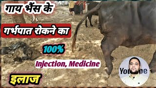 Vet-Disease:-गाय-भैंस के गर्भपात को रोकने के लिए कौन से इंजेक्शन व दवाइयों का प्रयोग करें||Medicine