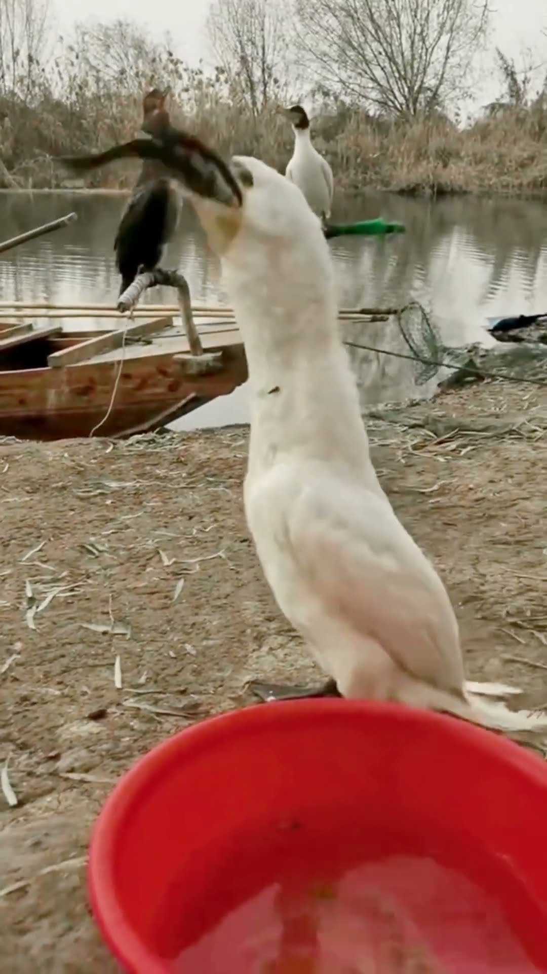 Bird eating #shortvideo