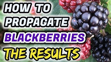 How To Propagate Blackberries Easily (100% Guaranteed Success) THE RESULTS!