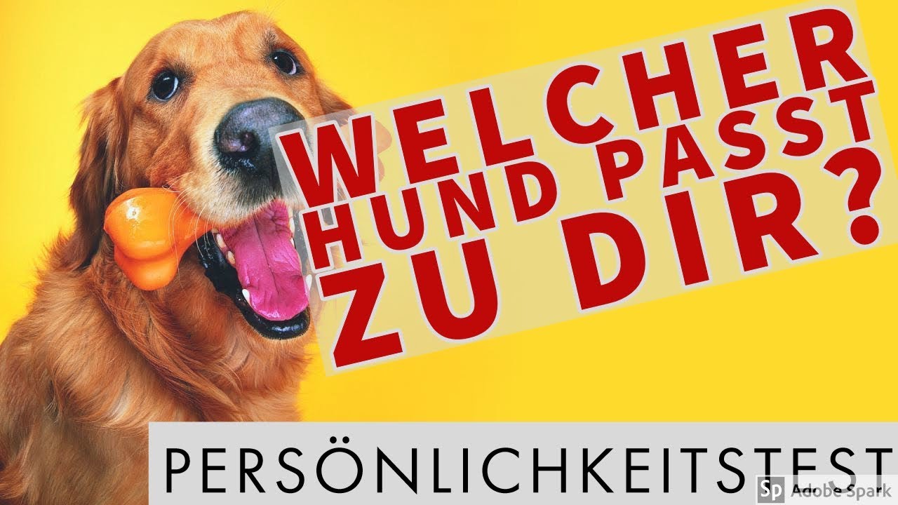 New 🤣 Welcher Hund passt zu dir? Persönlichkeitstest! 🤣