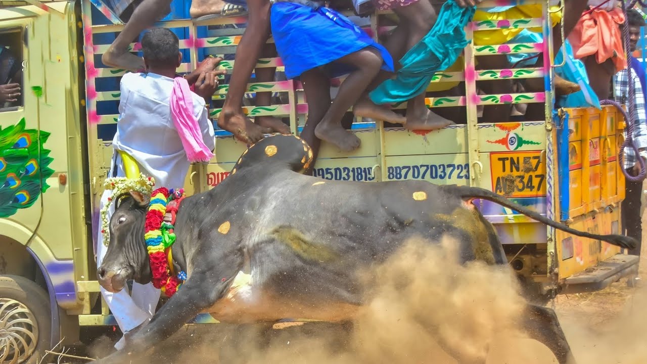 #அரளிப்பாறை மஞ்சுவிரட்டு 2026 ||#Araliparai Manjuvirattu 2026 ||