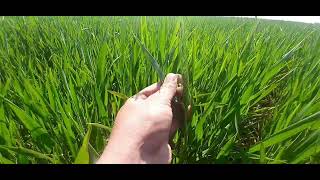 🌾19.05.24 Пшениця колоситься.Тріпси тут як тут)#пшениця 2024 #сільськегосподарство #фермер