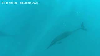 Few seconds with wild dolphins