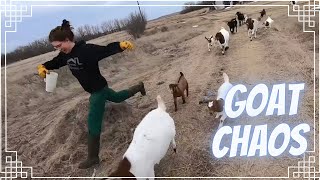 This was CHAOS! (Moving The Trailer Goats!)
